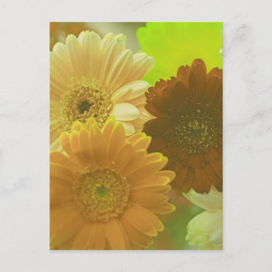 Geel Gerbera Daisy Flower Photo Art Briefkaart (Voorkant)
