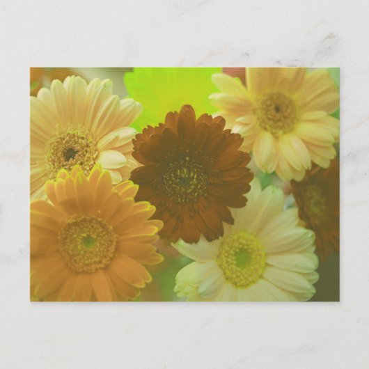 Geel Gerbera Daisy Flower Photo Art Briefkaarten (Voorkant)