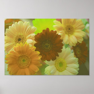 Geel Gerbera Daisy Flowers Wall Art Poster
