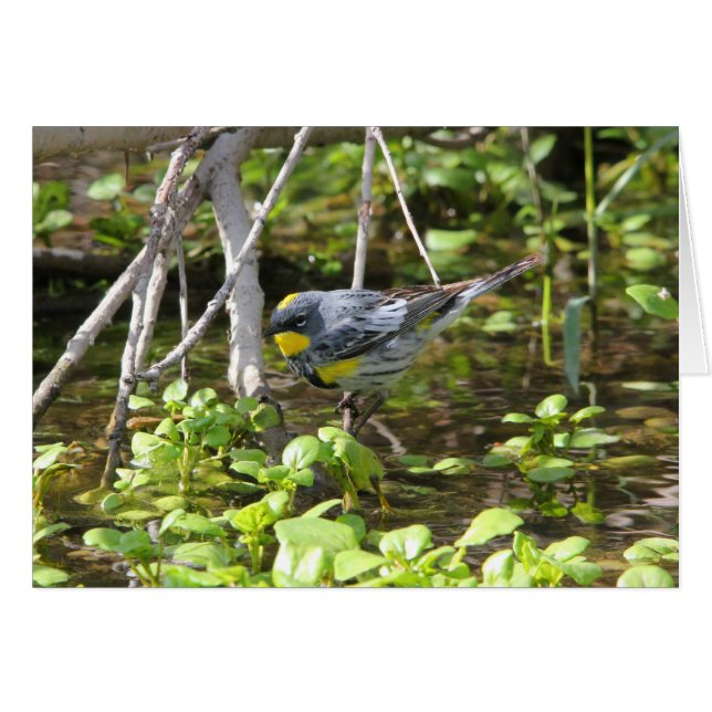 Geel-gerommeerde Warbler (Voorkant Horizontaal)