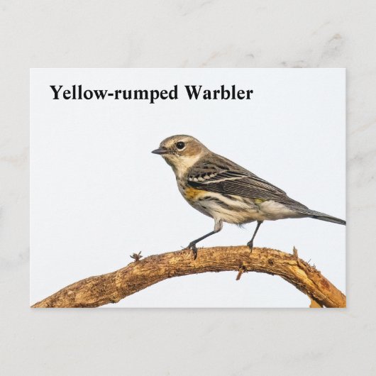 Geel-gerommeerde Warbler Briefkaart (Voorkant)
