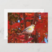 Geel-gerommeerde Warbler Briefkaart (Voorkant / Achterkant)