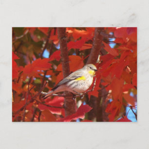 Geel-gerommeerde Warbler Briefkaart
