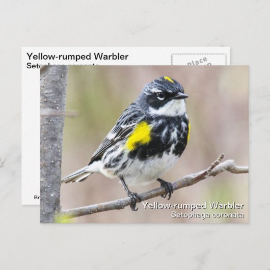 Geel-gerommeerde Warbler Briefkaart (Voorkant / Achterkant)