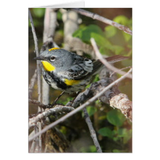 Geel-gerommeerde Warbler II