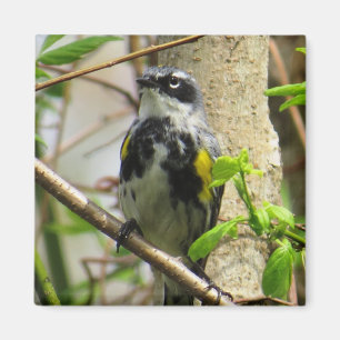 Geel-gerommeerde Warbler Magnet