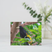 Geel-geroosterd cacique briefkaart (Staand voorkant)