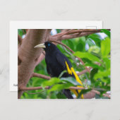 Geel-geroosterd cacique briefkaart (Voorkant / Achterkant)