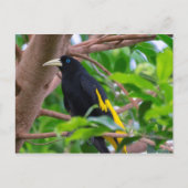 Geel-geroosterd cacique briefkaart (Voorkant)