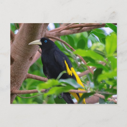 Geel-geroosterd cacique briefkaart (Voorkant)