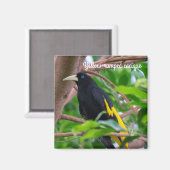 Geel-geroosterd cacique magneet (Voorkant / Achterkant)