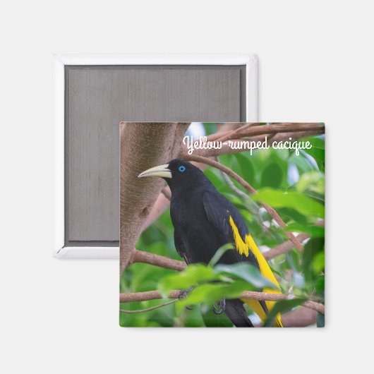 Geel-geroosterd cacique magneet (Voorkant / Achterkant)