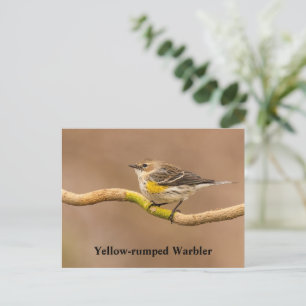 Geel-geroosterde Warbler Perched Briefkaart