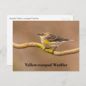 Geel-geroosterde Warbler Perched Briefkaart (Voorkant / Achterkant)
