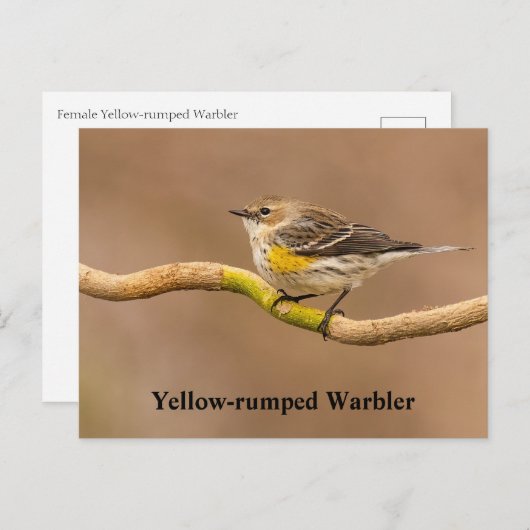 Geel-geroosterde Warbler Perched Briefkaart (Voorkant / Achterkant)