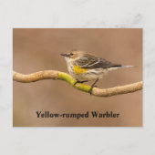 Geel-geroosterde Warbler Perched Briefkaart (Voorkant)