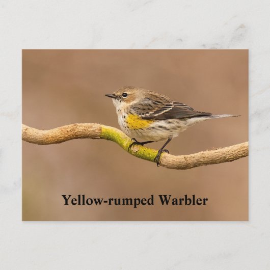 Geel-geroosterde Warbler Perched Briefkaart (Voorkant)