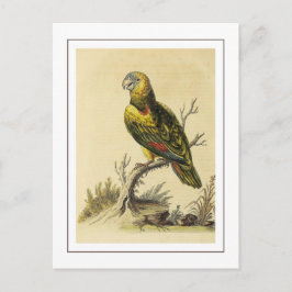  geel gespikkeld Amazon Parrot Bird Briefkaart