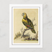  geel gespikkeld Amazon Parrot Bird Briefkaart (Voorkant)