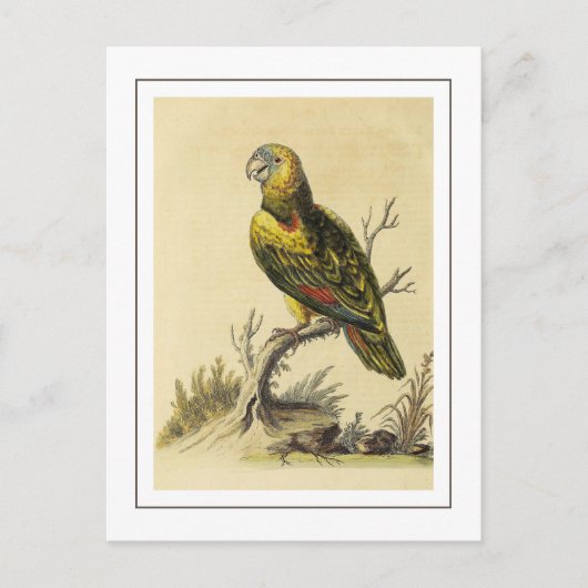  geel gespikkeld Amazon Parrot Bird Briefkaart (Voorkant)