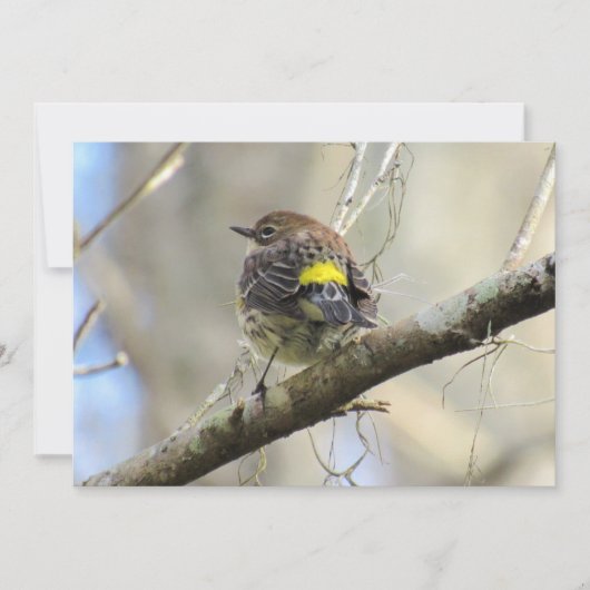 Geel getomd warbler - Roosterlvogel - Platte Kaart (Voorkant)