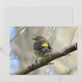 Geel getomd warbler - Roosterlvogel - Platte Kaart (Voorkant / Achterkant)