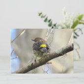 Geel getomd warbler - Roosterlvogel - Platte Kaart (Staand voorkant)