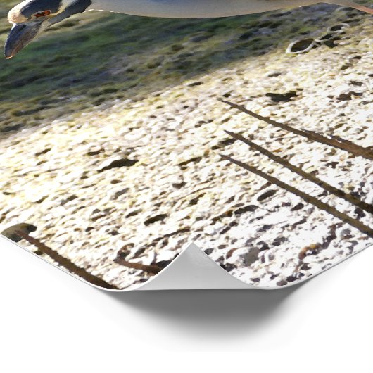 Geel-Gewas Night Heron, Florida Poster (Hoek)