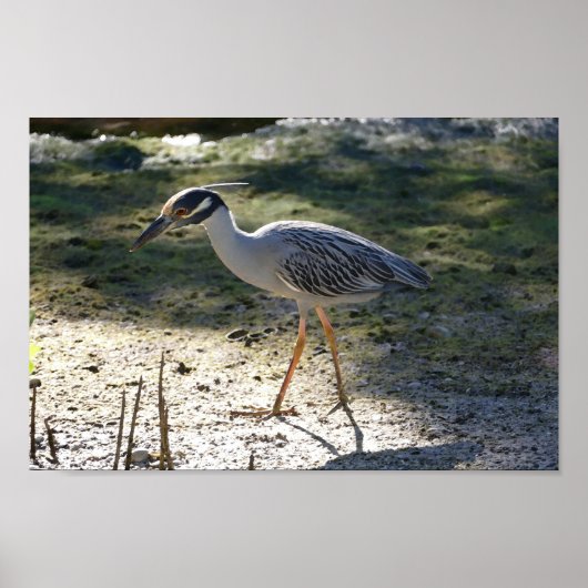 Geel-Gewas Night Heron, Florida Poster (Voorkant)