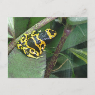 Geel gif Dart Arrow Kikker Briefkaart