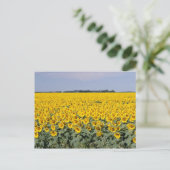 Geel goudveld van de zonnebloemen, Manitoba-bloem Briefkaart (Staand voorkant)