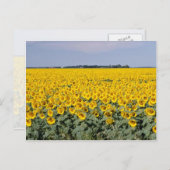 Geel goudveld van de zonnebloemen, Manitoba-bloem Briefkaart (Voorkant / Achterkant)