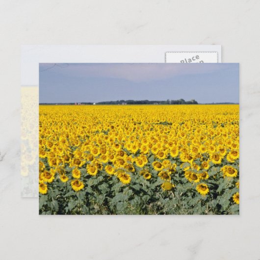Geel goudveld van de zonnebloemen, Manitoba-bloem Briefkaart (Voorkant / Achterkant)