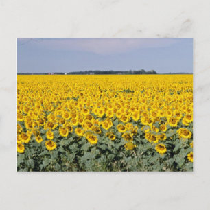 Geel goudveld van de zonnebloemen, Manitoba-bloem Briefkaart