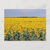 Geel goudveld van de zonnebloemen, Manitoba-bloem Briefkaart (Voorkant)