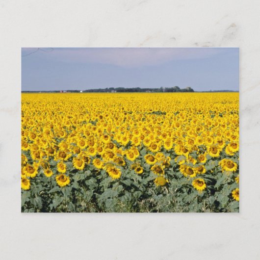 Geel goudveld van de zonnebloemen, Manitoba-bloem Briefkaart (Voorkant)