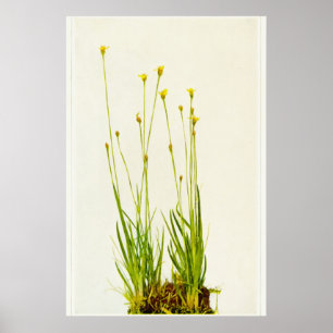 Geel grijs Poster