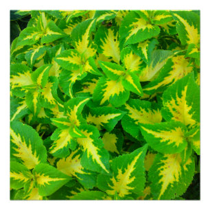 Geel groen Coleus Flower Perfect Poster