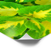 Geel groen Coleus Flower Perfect Poster (Hoek)