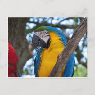 Geel groen en blauw tropisch Macaw Briefkaart