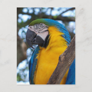 Geel groen en blauw tropisch Macaw Briefkaart