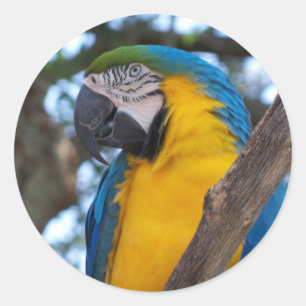 Geel groen en blauw tropisch Macaw Ronde Sticker