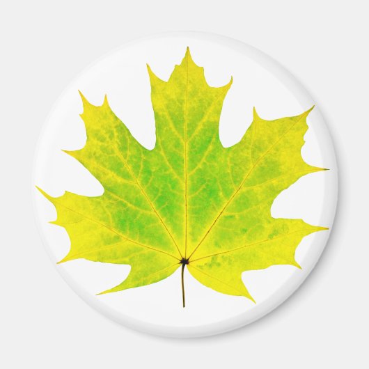 Geel groen esdoornblad magneet (Voorkant)