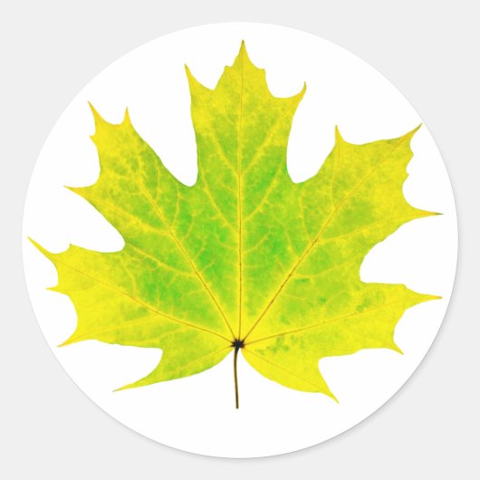 Geel groen esdoornblad ronde sticker (Voorkant)