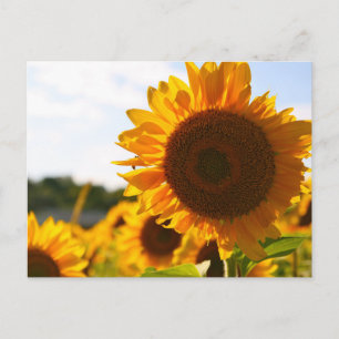 Geel Hardy Sunflower Art Beste zonnebloempotfoto's Briefkaart