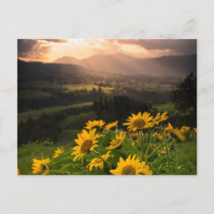 Geel Hardy Sunflower Art Beste zonnebloempotfoto's Briefkaart