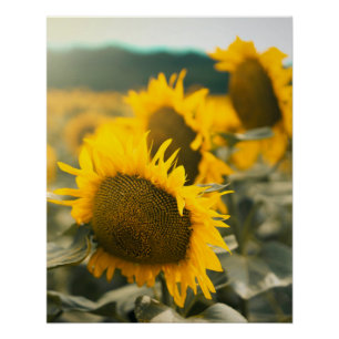 Geel Hardy Sunflower Art Beste zonnebloempotfoto's Perfect Poster