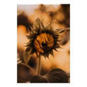 Geel Hardy Sunflower Art Beste zonnebloempotfoto's Perfect Poster (Voorkant)