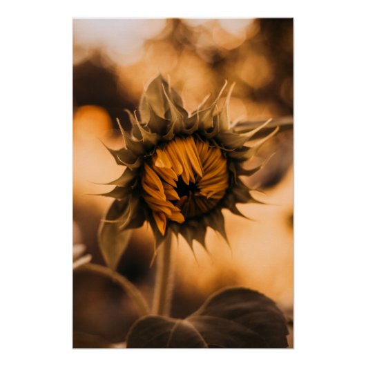 Geel Hardy Sunflower Art Beste zonnebloempotfoto's Perfect Poster (Voorkant)
