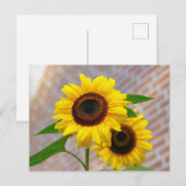 Geel Hardy Sunflower Best Sunflower Photos Briefkaart (Voorkant / Achterkant)